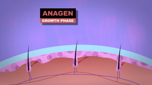 From Mouse Dung to Magic: 10 Truly Bizarre Attempts to Reverse Baldness